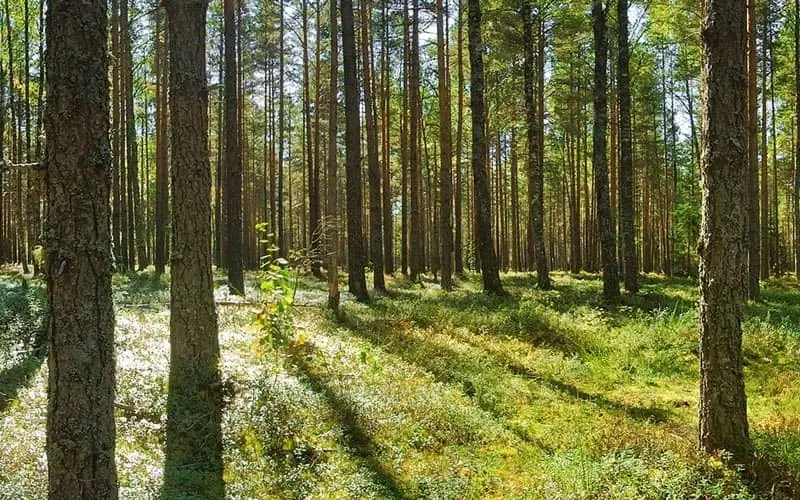 Tervas hirsisauna on ekologinen valinta